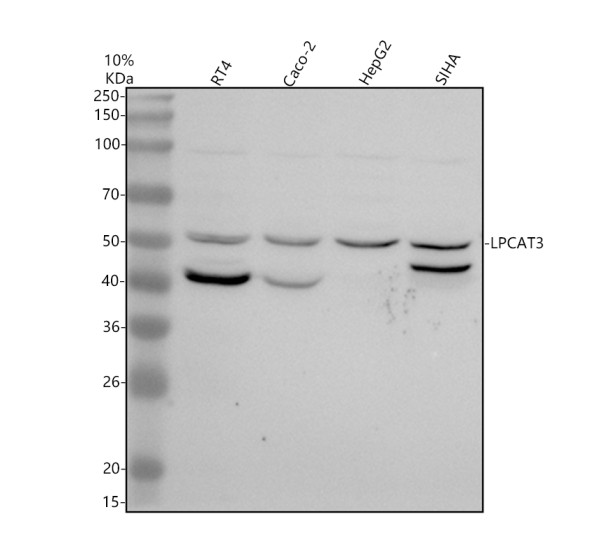a06910 1 lpcat3 primary antibodies wb testing 1