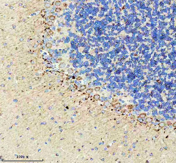 a06912 1 mtco3 primary antibodies ihc testing 10
