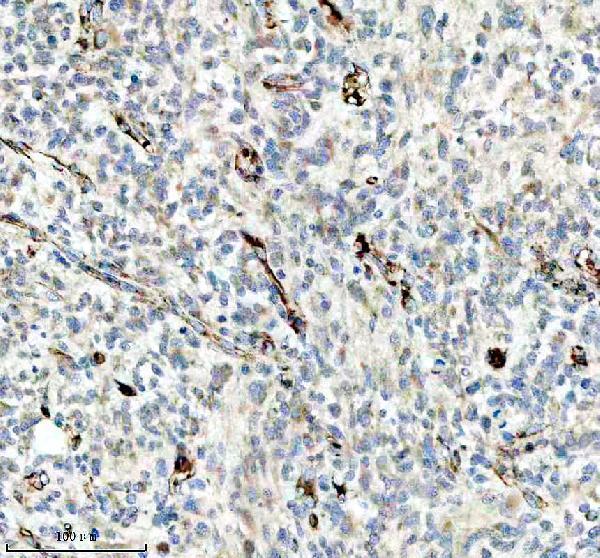a06912 1 mtco3 primary antibodies ihc testing 4