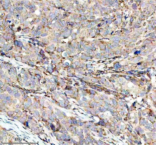 a06912 1 mtco3 primary antibodies ihc testing 5