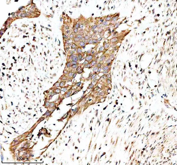 a06912 1 mtco3 primary antibodies ihc testing 6