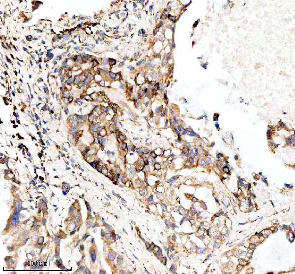 a06912 1 mtco3 primary antibodies ihc testing 7