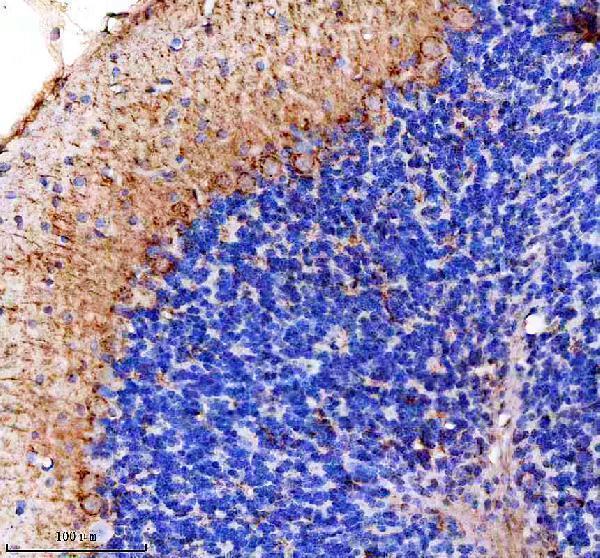 a06912 1 mtco3 primary antibodies ihc testing 8