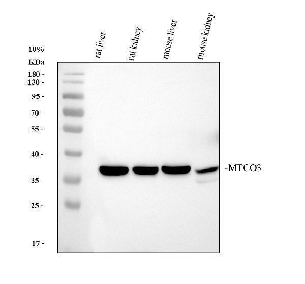 Western blot analysis of MTCO3 using anti-MTCO3 antibody (A06912-1)
