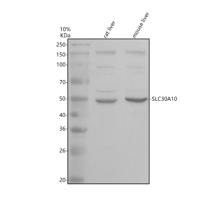 a06914 slc30a10 primary antibodies wb testing 1
