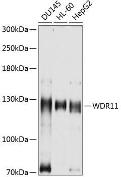 a06920 wdr11 primary antiboties wb testing 1