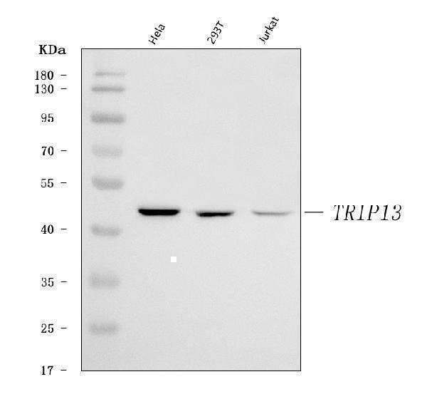  Western blot analysis of PCH2/TRIP13 using anti-PCH2/TRIP13 antibody (A06921-2)