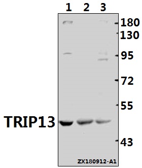a06921 trip13 primary antiboties wb testing 1