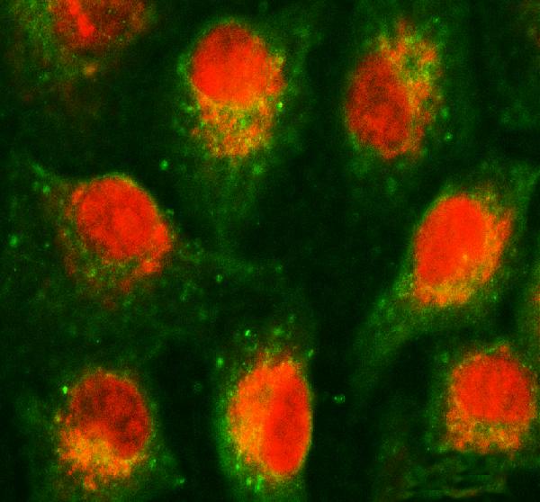 IF analysis of USP39 using anti-USP39 antibody (A06922-1) and anti-Alpha Tubulin antibody (M03989-3)