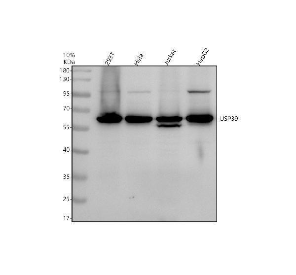 Western blot analysis of USP39 using anti-USP39 antibody (A06922-1)