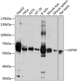 Western blot analysis of extracts of various cell lines, using USP39 antibody  at 1:1000 dilution