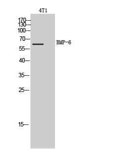 a06924 bmp6 primary antibodies wb testing 1