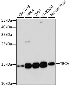 a06926 tbca primary antiboties wb testing 1
