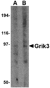 Western blot analysis of Grik3 in human brain tissue lysate with Grik3 antibody at (A) 1 and (B) 2 μg/mL