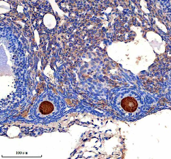 a06933 1 fdxr primary antibodies ihc testing 2