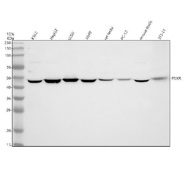 a06933 1 fdxr primary antibodies wb testing 1