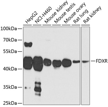 Western blot analysis of extracts of various cell lines, using FDXR antibody  at 1:1000 dilution