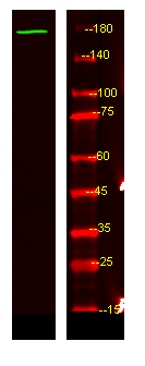 Western Blot analysis of HEK293 lysis, using primary antibody at 1:1000 dilution