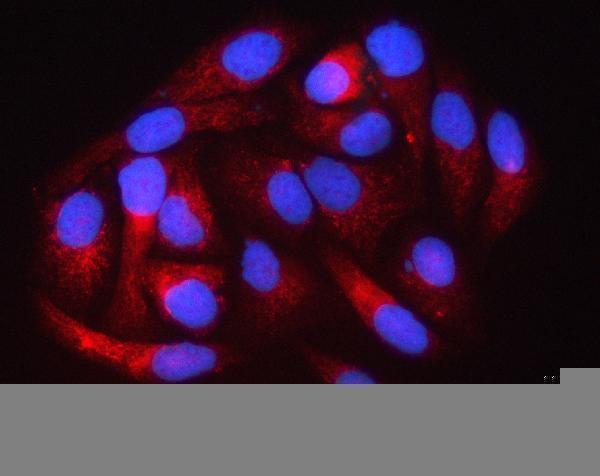 a06942 1 pigs primary antibodies if testing 2