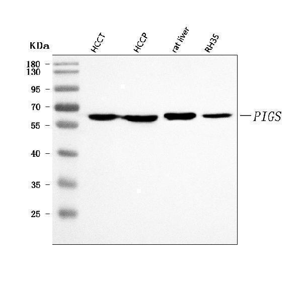a06942 1 pigs primary antibodies wb testing 1