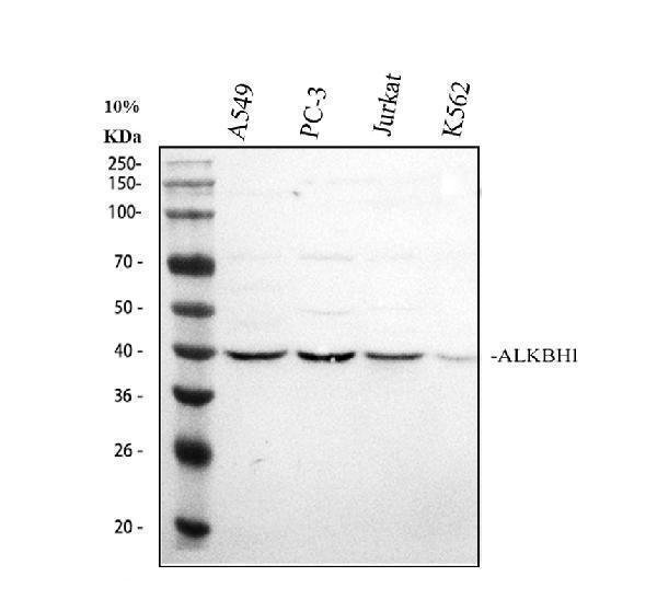 a06945 1 alkbh1 primary antibodies wb testing 1_1