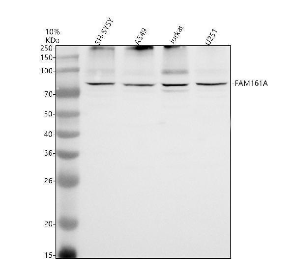 Western blot analysis of FAM161A using anti-FAM161A antibody (A06948-1)