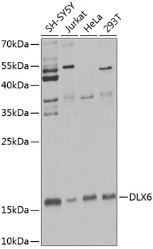 a06951 dlx6 primary antiboties wb testing 1