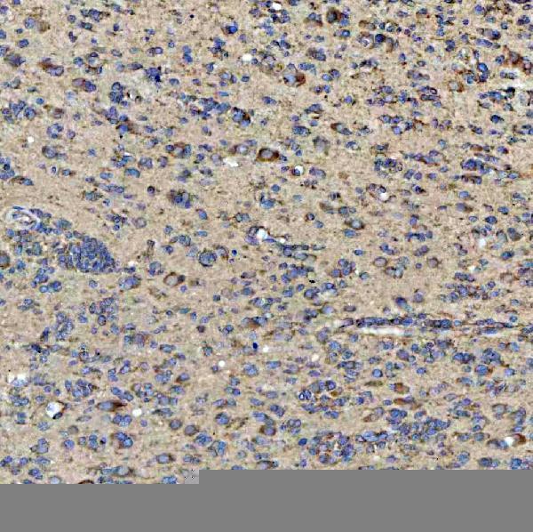 a06953 1 qars1 primary antibodies ihc testing 2