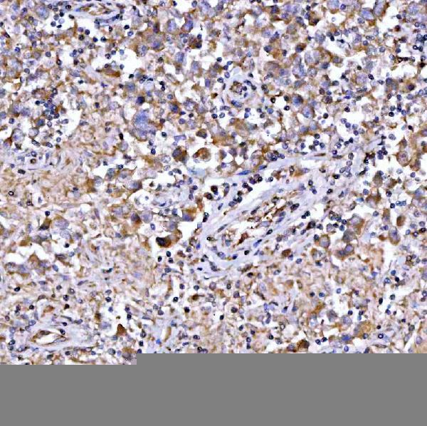 a06953 1 qars1 primary antibodies ihc testing 4