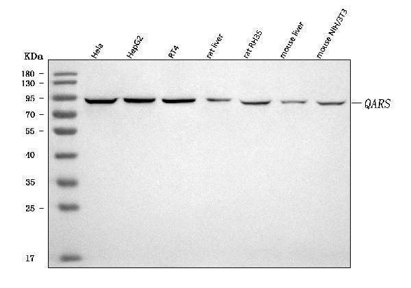 a06953 1 qars1 primary antibodies wb testing 1