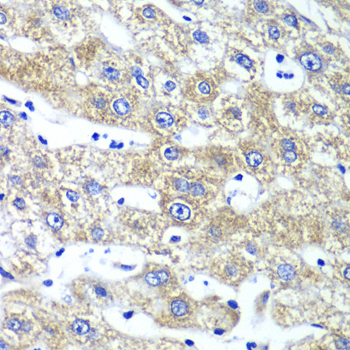 a06953 qars primary antiboties ihc testing 3