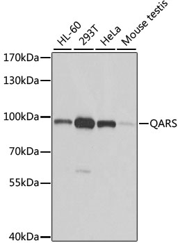a06953 qars primary antiboties wb testing 1