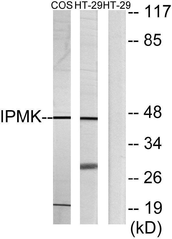 Western blot analysis of lysates from HT-29 and COS7 cells, using IPMK Antibody