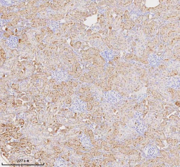 a06957 miox primary antibodies ihc testing 3