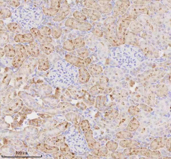 a06957 miox primary antibodies ihc testing 4