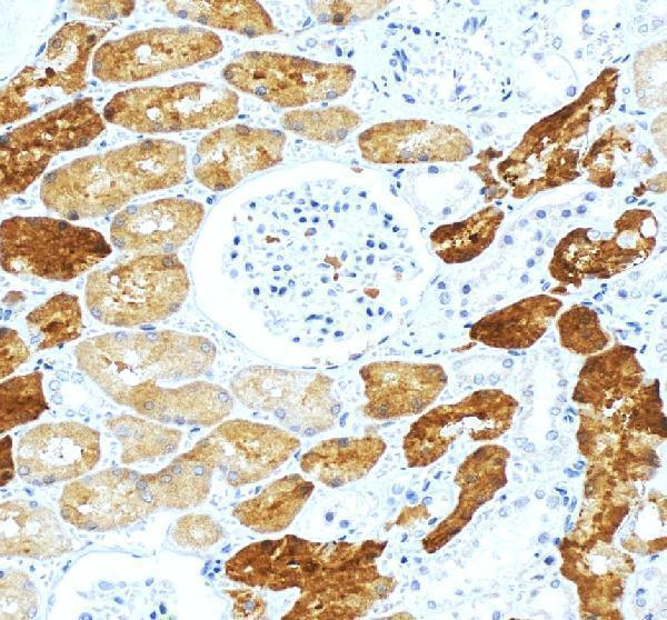 IHC analysis of MIOX using anti-MIOX antibody (A06957)