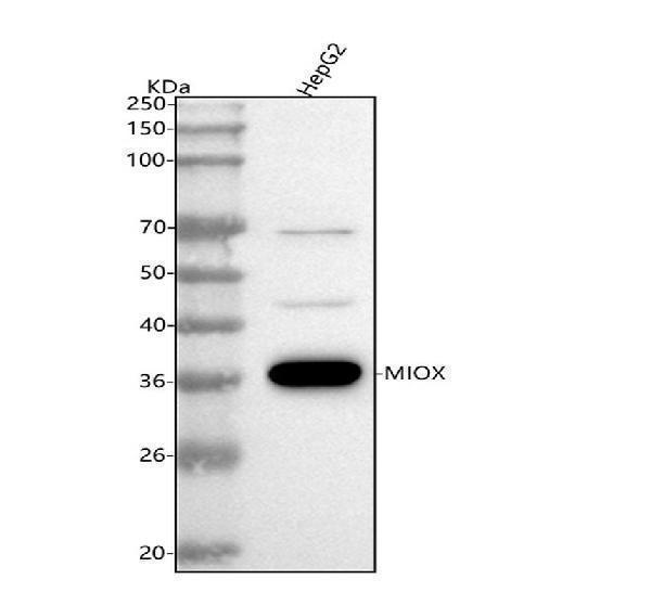  Western blot analysis of MIOX using anti-MIOX antibody (A06957)