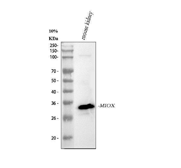  Western blot analysis of MIOX using anti-MIOX antibody (A06957)