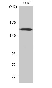 a06958 arhgef10 primary antibodyes wb testing 1