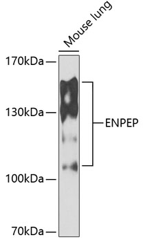 Western blot analysis of extracts of mouse lung, using ENPEP antibody  at 1:1000 dilution