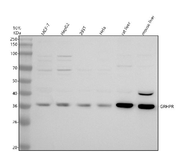 Western blot analysis of GRHPR using anti-GRHPR antibody (A06963-1)