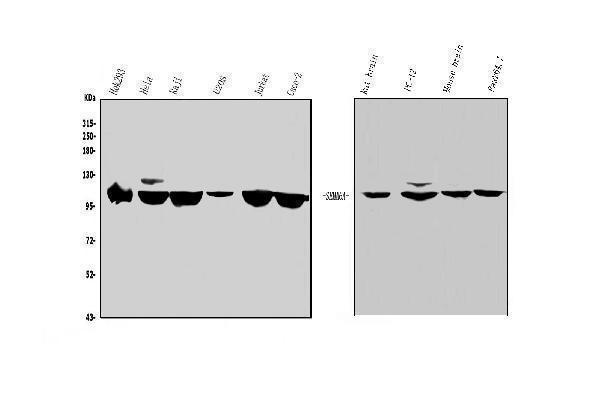 a06967 1 sema6a primary antibodies wb testing 1