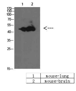 a06968 1 bmp10 primary antibodies wb testing 1