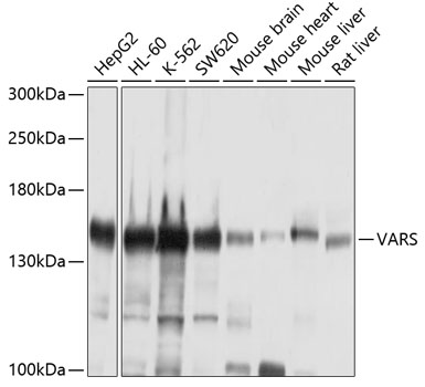 a06970 vars primary antiboties wb testing 1