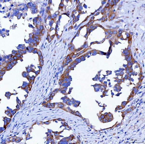 a06972 3 swap70 primary antibodies ihc testing 2