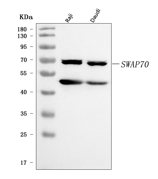 a06972 3 swap70 primary antibodies wb testing 1