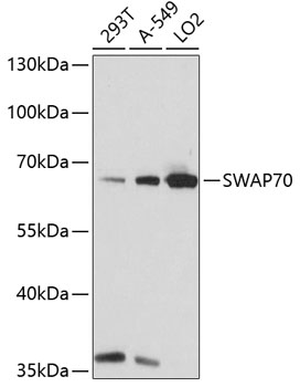 a06972 swap70 primary antiboties wb testing 1