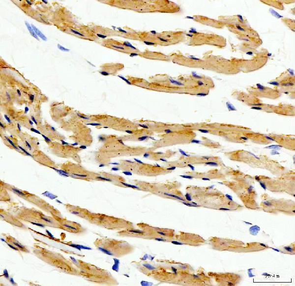 a06974 1 uqcrc1 primary antibodies ihc testing 10