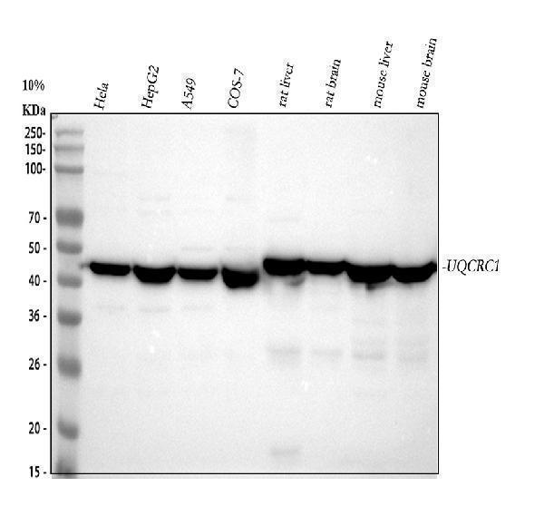  Western blot analysis of UQCRC1 using anti-UQCRC1 antibody (A06974-1)