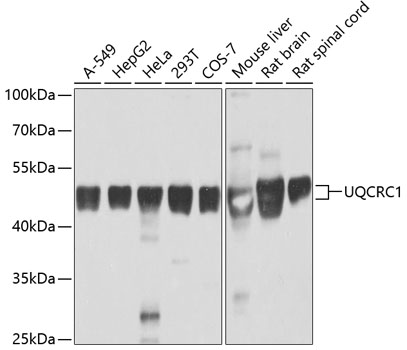 Western blot analysis of extracts of various cell lines, using UQCRC1 antibody  at 1:1000 dilution